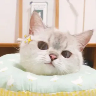 🐈 猫, 動物, ペット, かわいい, 子猫, 飼い猫 whatsapp sticker