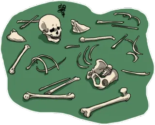 💀 โครงกระดูก, กระดูก, กะโหลก, กายวิภาคศาสตร์, ซากศพ, ความตาย, ฮาโลวีน telegram sticker