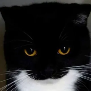 🐾 Katze, Haustier, Tier, Hauskatze, Säugetier, Katzenartig, Schwarz-weiße Katze telegram sticker