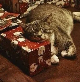🤩 cat, sleeping, gift, present, animal, domestic cat, pet, relaxing telegram sticker