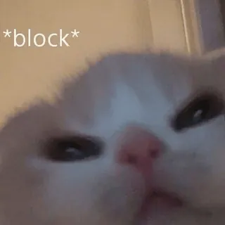 🤍 *block* gato, bloque, meme, animal, lindo, internet whatsapp sticker