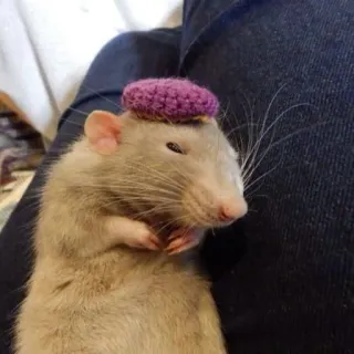 🐀 szczur, zwierzę, słodki, kapelusz telegram sticker