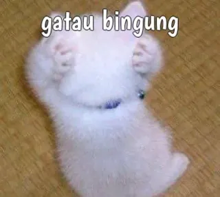 😺 gatau bingung кот, милый, в замешательстве, мем, животное whatsapp sticker