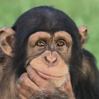 🐒 chimpanzé, singe, animal, primate, faune, réflexion telegram sticker