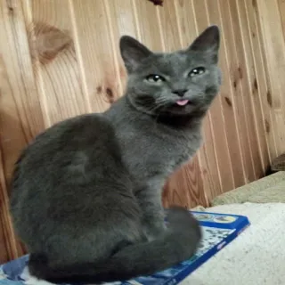 🐱 gato, animal, mascota, gato gris, azul ruso, lengua, lindo, gato doméstico telegram sticker