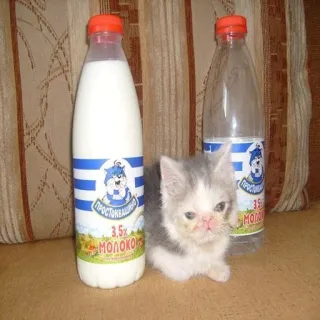 🐱 ПРОСТОКВАШИНО
3,5%
МОЛОКО leche, gatito, comida, producto ruso, bebida telegram sticker