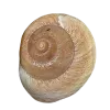 🐚