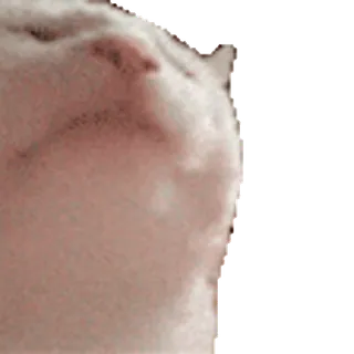 🎵 mèo, động vật, thú cưng, động vật có vú, trắng telegram sticker