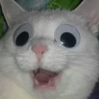 😳 gatto, occhi sporgenti, divertente, meme, animale telegram sticker