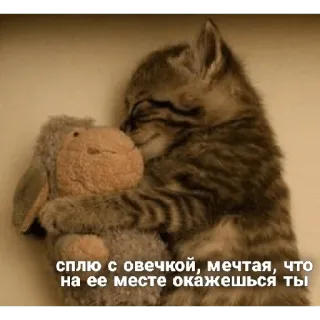 😴 сплю с овечкой, мечтая, что на ее месте окажешься ты แมว, แกะ, ของเล่น, นอนหลับ, ฝัน, สัตว์ telegram sticker
