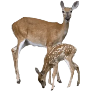 🦌 กวาง, สัตว์ป่า, สัตว์, ธรรมชาติ, ลูกกวาง, สัตว์เลี้ยงลูกด้วยนม, ป่า telegram sticker