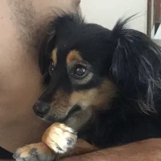 😔 pies, zwierzę domowe, zwierzę, słodki, portret, zwierzę domowe telegram sticker