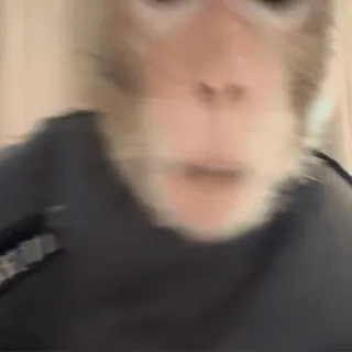 😡 macaco, animal, primata, vida selvagem telegram sticker