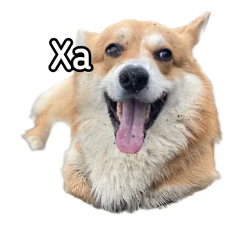 😅 Xa hond, corgi, dier, huisdier, vrolijk telegram sticker