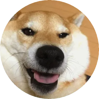 😛 개, 시바견, 밈, 동물, 애완동물 telegram sticker