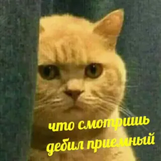 😡 что смотришь дебил приемный кот, мем, русский, оскорбительный telegram sticker