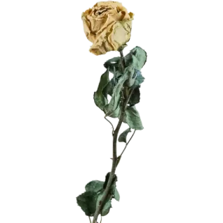 🥀 ดอกไม้, กุหลาบ, แห้ง, พืช, สีเหลือง, ธรรมชาติ telegram sticker