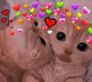 💖 gatti, animali, amore, carino, cuori, affetto, gattini telegram sticker