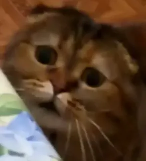 🌚 gato, animal, fofo, animal de estimação, animal doméstico telegram sticker