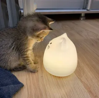 🥰 gattino, gatto, animale domestico, animale, lampada, carino, interno telegram sticker