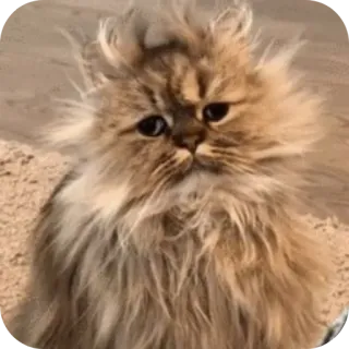 🐱 telegram sticker