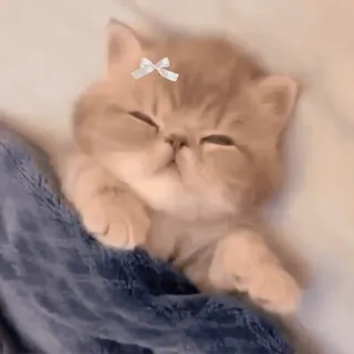 💜 子猫, 猫, 睡眠, 可愛い, リボン, 動物 whatsapp sticker