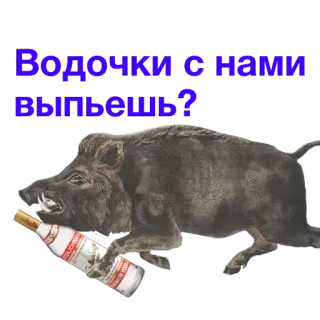 🥃 Водочки с нами выпьешь? jabalí, vodka, alcohol, animal, beber telegram sticker