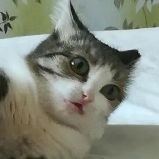 😯 gatto, gattino, animale, animale domestico, carino telegram sticker