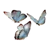 🦋