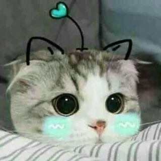 🥺 cat, cute, animal, kitten, pet, domestic cat telegram sticker