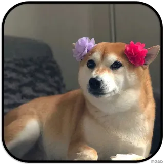 😇 dog, shiba inu, flower crown, cute, pet telegram sticker