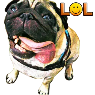 PUGSTERS whatsapp stickers
