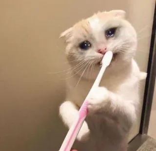🍥 gato, escova de dentes, triste, animal de estimação, animal, fofo telegram sticker