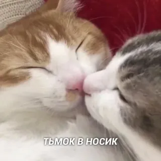 ❤️ ТЬМОК В НОСИК кошки, животные, милый, поцелуй, любовь, питомец, домашний telegram sticker