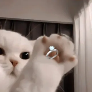 ♻️ gato, anillo, compromiso, mascota, animal, joyería, lindo telegram sticker