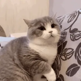 ๐ก gatto, animale, gatto domestico, carino, grigio, bianco telegram sticker
