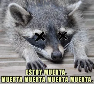 😵 ESTOY MUERTA. MUERTA MUERTA MUERTA MUERTA. rakun, mati, lucu, hewan, meme whatsapp sticker