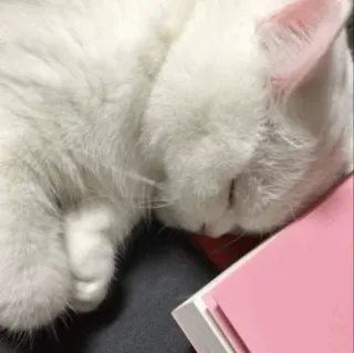 🐾 แมว, สีขาว, นอนหลับ, สัตว์, สัตว์เลี้ยง, บ้าน whatsapp sticker