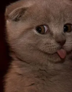😛 кот, котёнок, милый, животное, питомец, высунутый язык, шотландская вислоухая telegram sticker