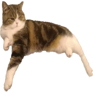 meson&mog telegram stickers