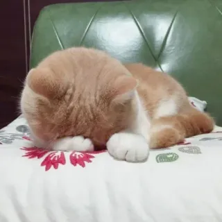 💓 кот, спит, питомец, милый, животное, домашний кот whatsapp sticker