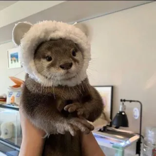 🦦 nutria, animal, lindo, sombrero, mamífero telegram sticker