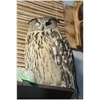 😉 owl, bird, wink, winking, animal, cute telegram sticker