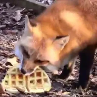 🦊 whatsapp sticker