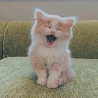 🐱 kot, kociak, ziewanie, słodki, zwierzę domowe, zwierzę telegram sticker