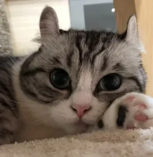 😌 cat, cute, animal, domestic, pet whatsapp sticker