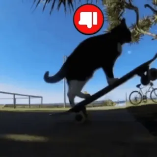 🌟 cat, skateboard, thumbs down, animal, skateboarding, pet, funny, dislike whatsapp sticker