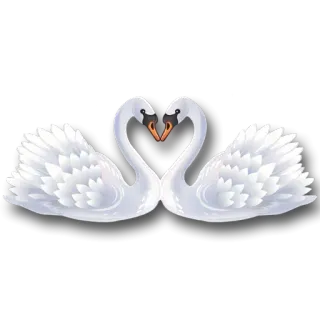 😮 cygnes, amour, oiseaux, romantique, animaux, faune, cygnes blancs telegram sticker