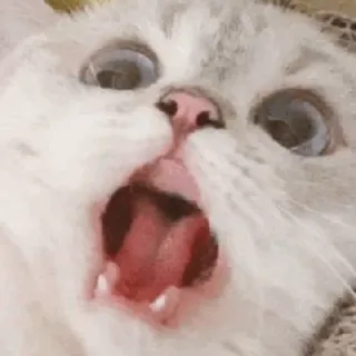 🌧 gatto, bocca aperta, sorpreso, animale, animale domestico, meme telegram sticker