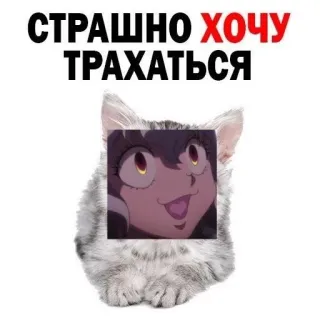 🧊 СТРАШНО ХОЧУ ТРАХАТЬСЯ cat, anime, text, offensive, cartoon telegram sticker